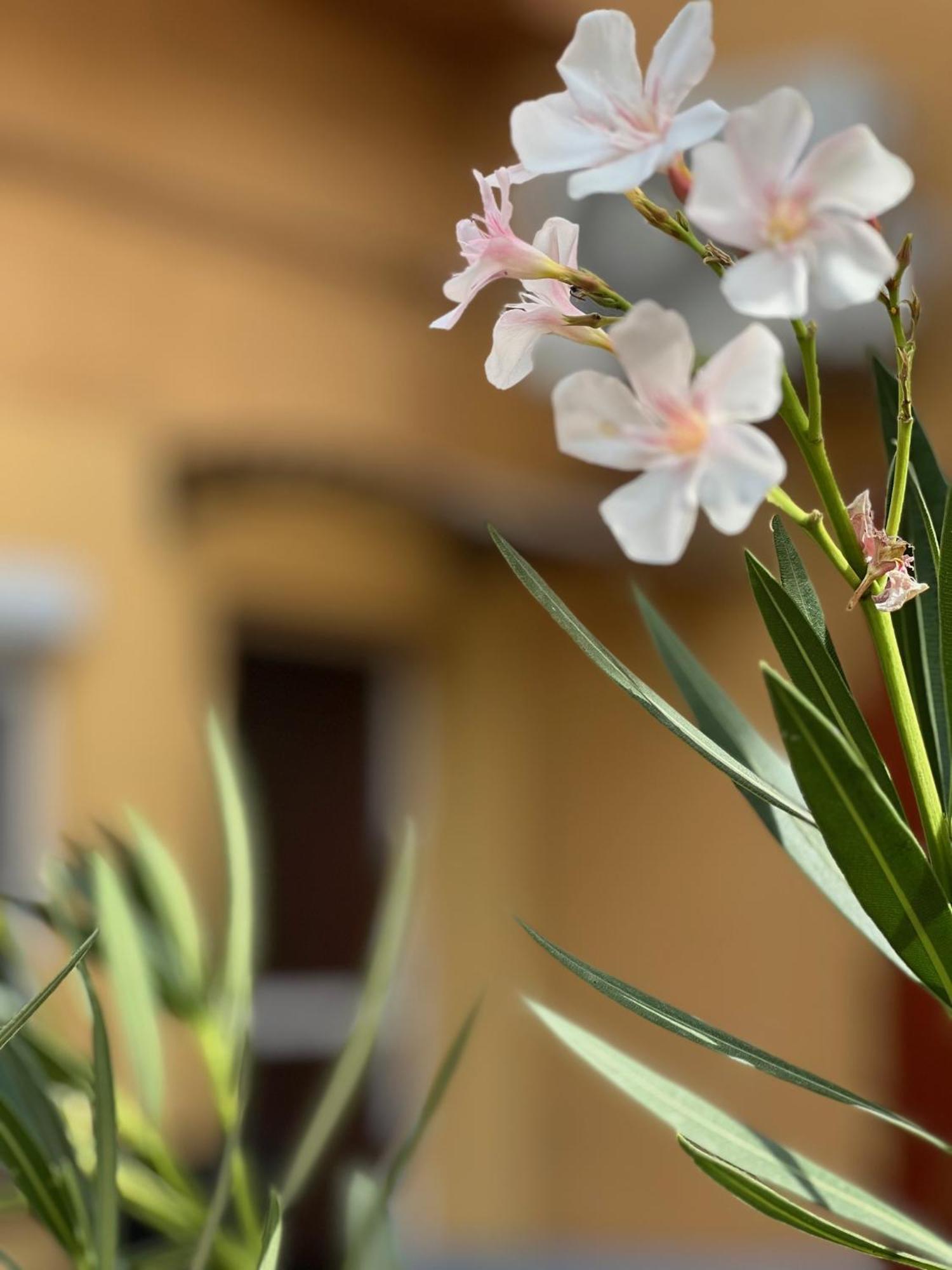 Szahara Vendeghaz Apartment Kerekegyhaza Bagian luar foto